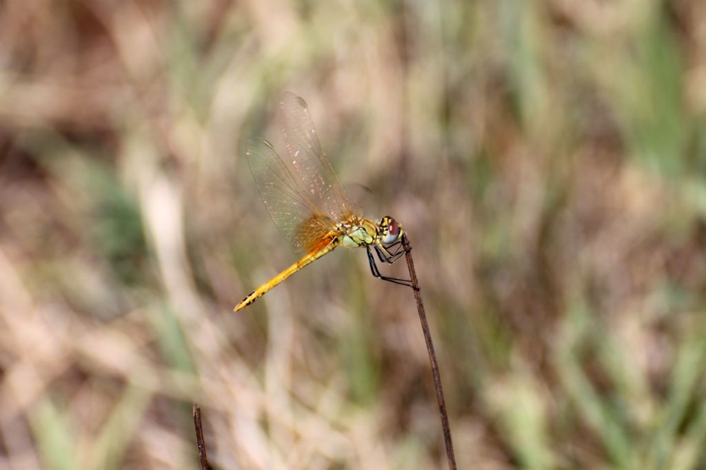 Sympetrum fonscolombii